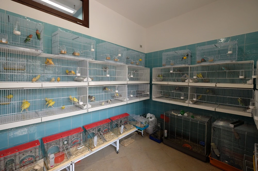 Vendita uccelli e accessori Piossasco Torino