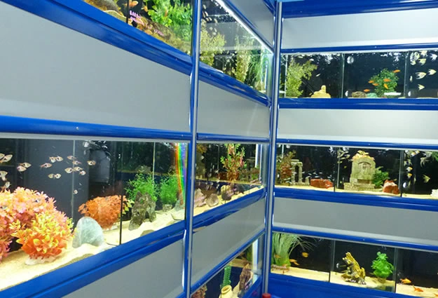 Pesci e piante per acquari in vendita a Torino